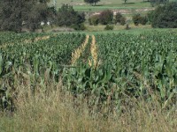 /album/agriculturasustentablemunoz2000/progenitores-2005-002-jpg/